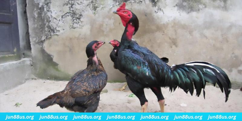 pg88 slot casino hồ tràm có cho người việt vào không